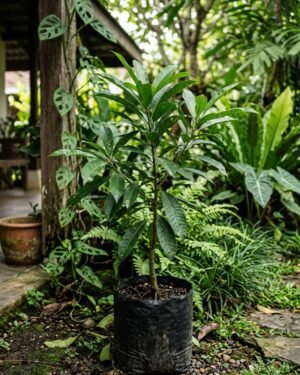 Pouteria_sapota_plant
