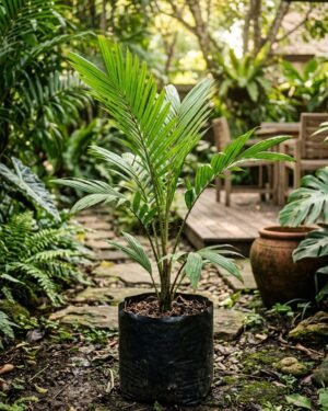 Salacca affinis plant