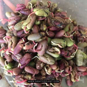 Syzygium aromaticum seeds