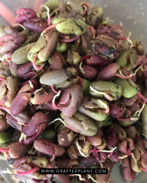 Syzygium aromaticum seeds