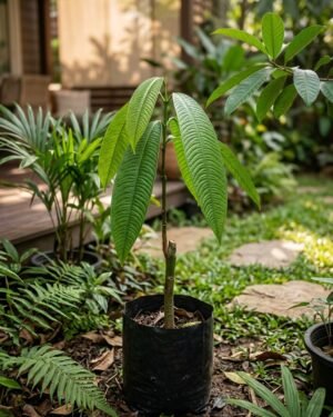 Syzygium jiewhoei plant