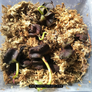 Syzygium verstegii seeds