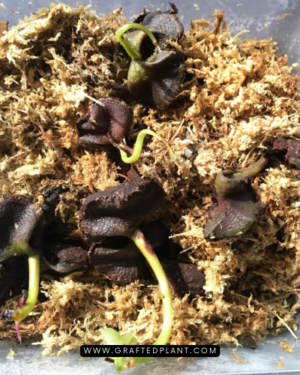 Syzygium verstegii seeds