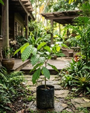 Theobroma_grandiflorum_plant