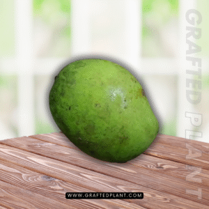 Mangifera laurina