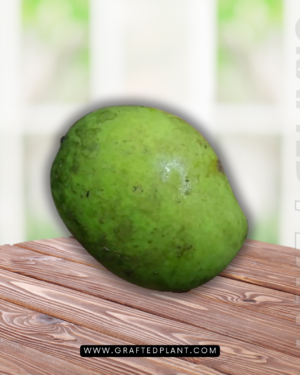 Mangifera laurina
