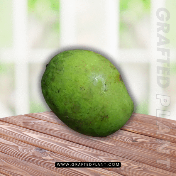 Mangifera laurina