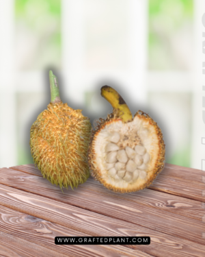 Artocarpus elasticus