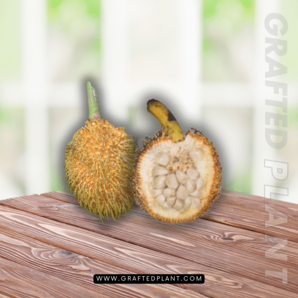 Artocarpus elasticus