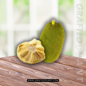 Artocarpus heterophyllus (Nangka)