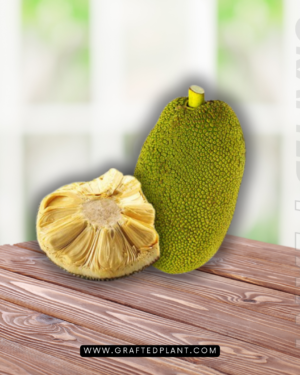 Artocarpus heterophyllus (Nangka)