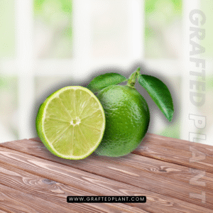 Citrus aurantifolia