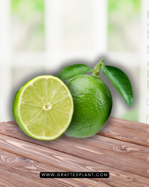 Citrus aurantifolia