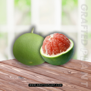 Citrus maxima