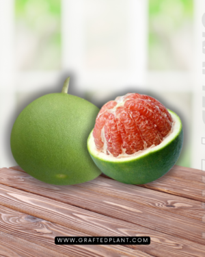 Citrus maxima