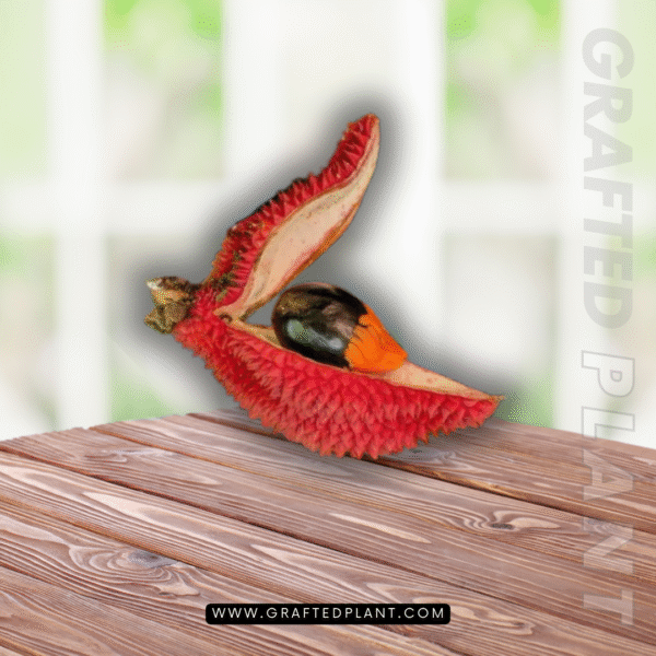 Durio griffithi