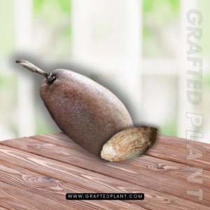 MAngifera Kemanga