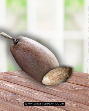 MAngifera Kemanga seeds