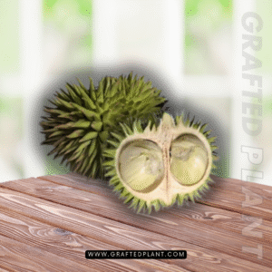 Durio oxeylanus