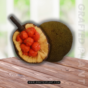 Artocarpus lanceifolius (Keledang)
