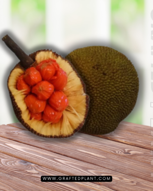 Artocarpus lanceifolius (Keledang)