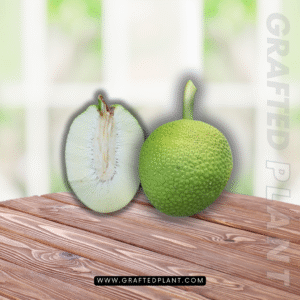 Artocarpus altilis (Sukun)