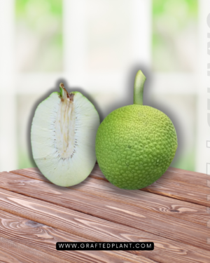 Artocarpus altilis (Sukun)
