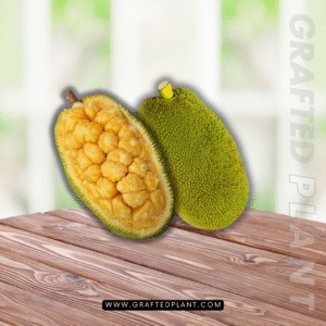 Artocarpus integer (Cempedak)