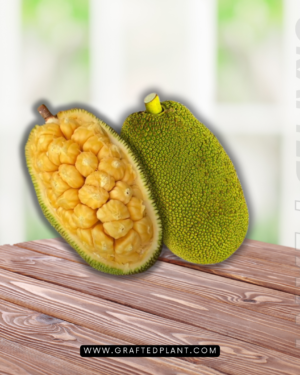 Artocarpus integer (Cempedak)