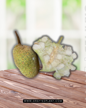 Artocarpus kemando (Pudau)