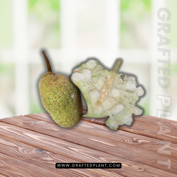 Artocarpus kemando (Pudau)