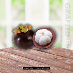 Garcinia mangostana (Manggis)