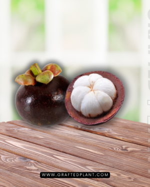 Garcinia mangostana (Manggis)