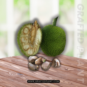 Artocarpus camansi