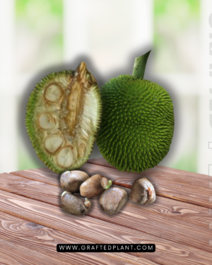 Artocarpus camansi
