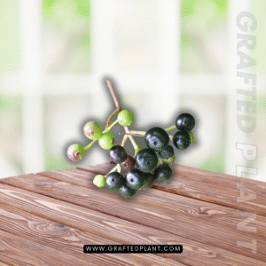 syzygium caryophyllatum