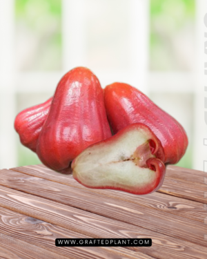 Syzygium aqueum