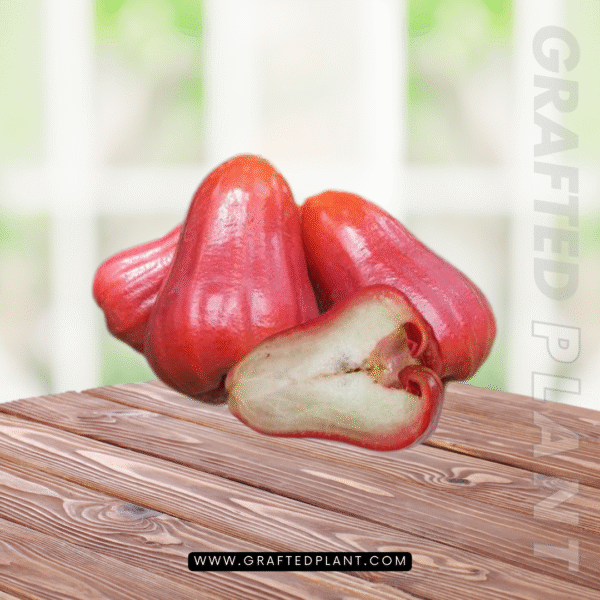 Syzygium aqueum