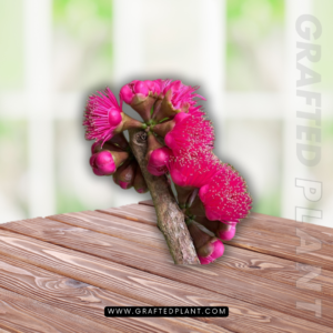 Syzygium malacense seeds