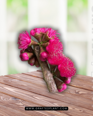 Syzygium malacense seeds