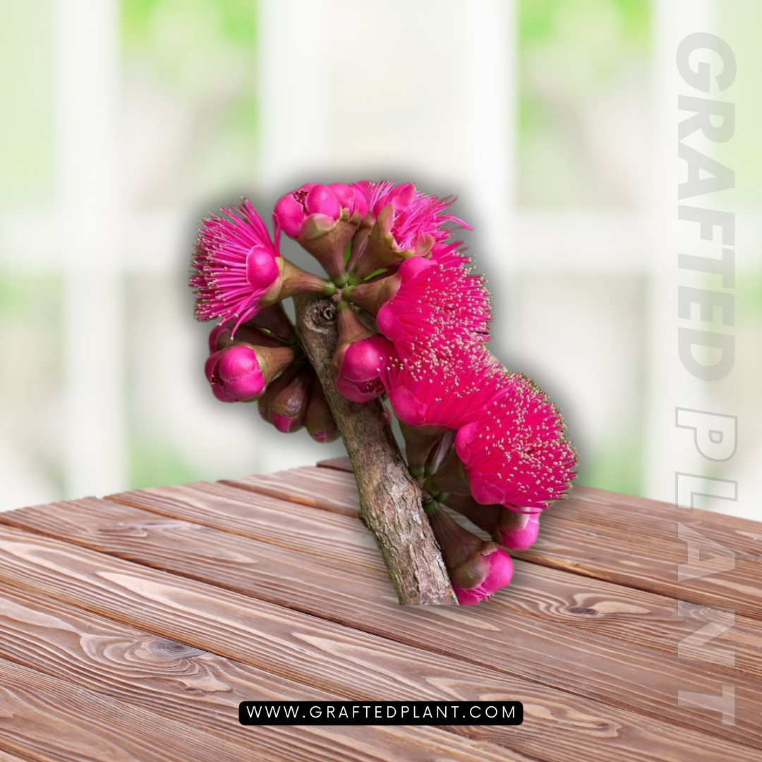 Syzygium malacense seeds