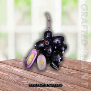 syzygium cumini