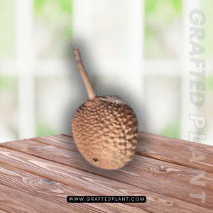 Durio testunadirus (Turtle Durian)