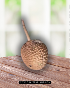 Durio testunadirus seeds