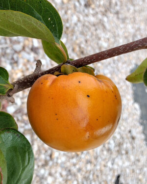Diospyros kaki