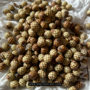 Pigafetta elata seeds