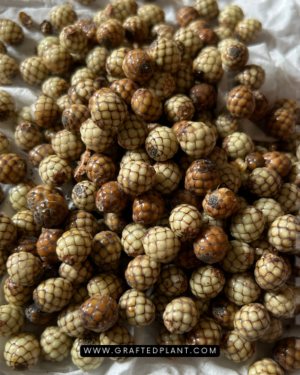 Pigafetta elata seeds