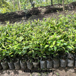 Syzygium aromaticum plants