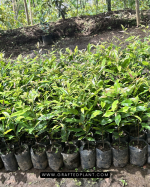 Syzygium aromaticum plants
