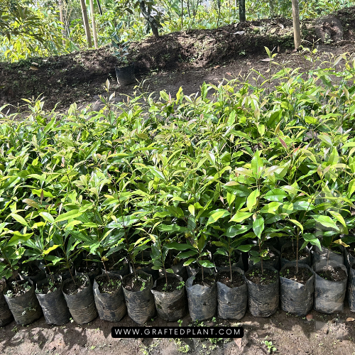 Syzygium aromaticum plants